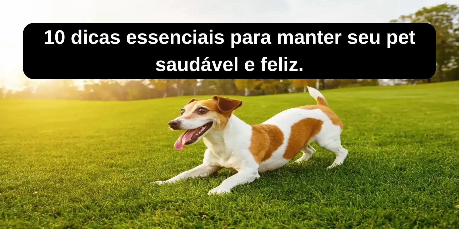 Dicas Essenciais