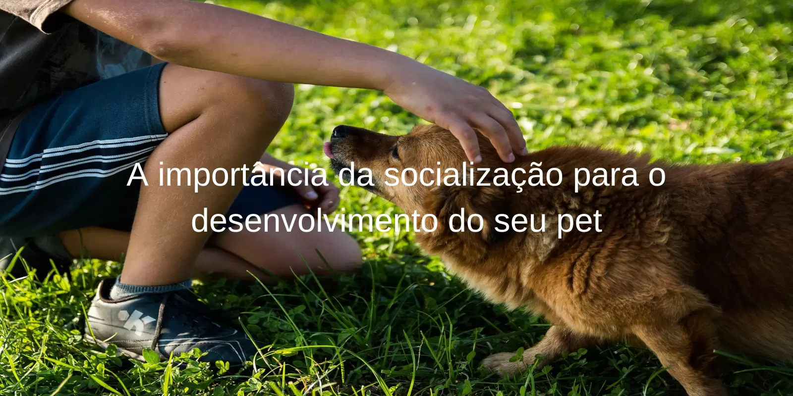 Socialização